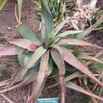 Aloe erythrophylla Frunză