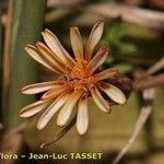 Taraxacum besarabicum