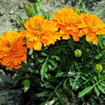 Tagetes erecta 花