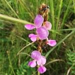 Tephrosia flexuosa Flower