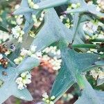 Colletia paradoxa Лист