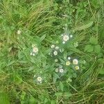 Erigeron philadelphicusKvět