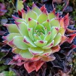 Sempervivum brevipilum Natur