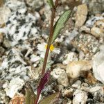 Senecio californicus Кора