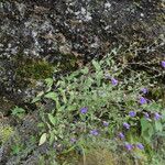 Campanula pallida Hábito