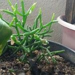Rhipsalis cereuscula Hoja