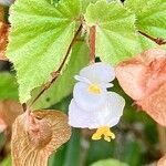 Begonia hirtella Bloem