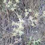 Eryngium campestreBlüte