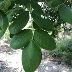 Fraxinus latifolia Leaf