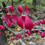 Euonymus alatusHoja