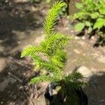 Cryptomeria japonicaبرگ