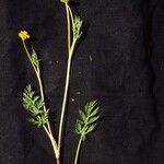 Cymopterus lemmonii Flor
