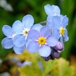 Myosotis sylvatica 花