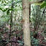 Diospyros capreifolia 树皮