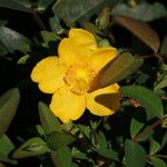 Hypericum × hidcoteense Flower