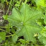 Alchemilla subcrenata Φύλλο