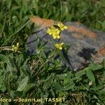 Biscutella intermedia Hábito