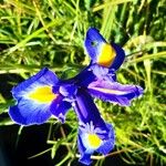 Iris latifolia Blüte