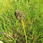 Plantago atrataFloare