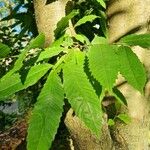 Castanea dentata Liść