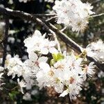 Prunus spinosa 花