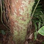 Ardisia fimbrillifera Bark