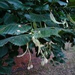 Tilia platyphyllos 果實