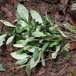 Psychotria schweinfurthii Habitus