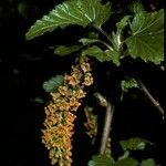 Ribes magellanicum Flor