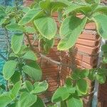 Coleus barbatus Leht