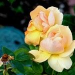 Rosa foetida Floro