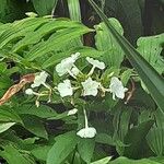 Phlox maculata Flor