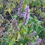 Elsholtzia stauntonii Flor