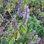 Elsholtzia stauntonii Flower