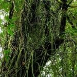 Rhipsalis floccosa Leaf