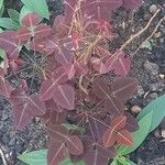Oxalis hedysaroides Hoja