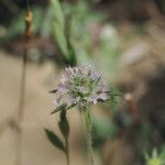 Scabiosa rotata Bieb.Flors