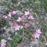 Centaurium erythraea Květ