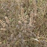 Leonurus quinquelobatus Otro