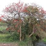 Erythrina abyssinica ശീലം