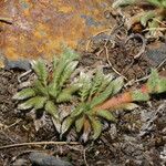 Alchemilla pinnata Leaf