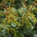 Quercus agrifolia പുഷ്പം