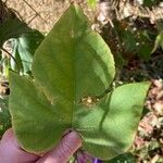 Ipomoea hederacea Φύλλο