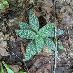 Goodyera tesselata Leaf