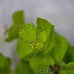 Euphorbia stricta Fruit