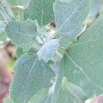 Chenopodium vulvaria Leaf