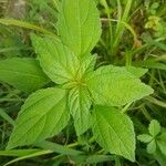 Acalypha virginica Blatt