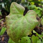 Epimedium alpinum Fuelha