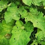 Arctium tomentosum Fuelha