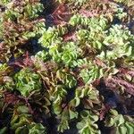 Salvinia molesta Leaf